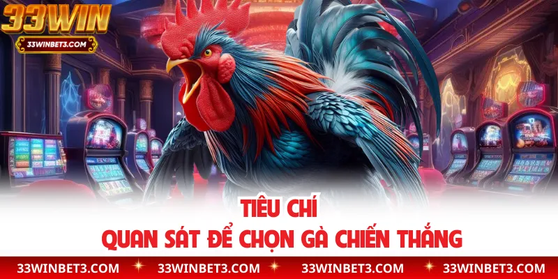 Tiêu chí quan sát để chọn gà chiến thắng